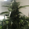 King’s Kush Auto CBD (GHS) Cannabis-Samen