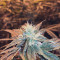 Kushberry (DNA Genetics) Cannabis-Samen
