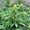 Lord Kush Early Version feminisierte Samen (Delicious Seeds)