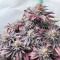 Purple Lemonade Fast Flowering feminisierte Samen (Fast Buds)