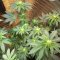 LSD Cannabis-Samen Kaufen