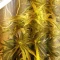 West Coast O.G. Auto (Fast Buds) Cannabis-Samen zu verkaufen