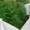 Eleven Roses (Delicious Seeds) Cannabis-Samen zu verkaufen