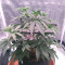 Kuchi (Devils Harvest Seeds) Cannabis-Samen zu verkaufen