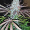 Sugar Black Rose Early Version (Delicious Seeds) Cannabis-Samen zu verkaufen