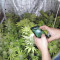 Kritikal Bilbo (Genehtik Seeds) Cannabis-Samen zu verkaufen