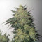 Mimosa Cake Auto (Fast Buds) Cannabis-Samen zu verkaufen