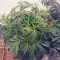 Grandaddy Purple (BlimBurn Seeds) Cannabis-Samen zu verkaufen