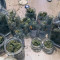 Auto Ultimate Cannabis-Samen Kaufen