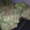 Critical Cannabis-Samen Kaufen