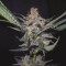 Dr. Bruce Banner CBD (Original Sensible Seeds) Cannabis-Samen zu verkaufen