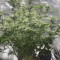 Kaufe Kush Mintz Samen feminisiert von Barney's Farm