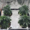 Amnesia Lemon Kush Cannabis-Samen Kaufen