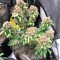 Monster Bruce Banner Auto (Monster Genetics) Cannabis-Samen zu verkaufen