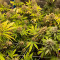 Tutankhamon Cannabis-Samen Kaufen
