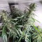 Six Shooter Auto Cannabis-Samen Kaufen
