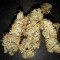 Auto Critical Orange Punch Cannabis-Samen Kaufen