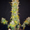 Original Auto BubbleGum (Fast Buds) Cannabis-Samen zu verkaufen