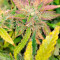 Auto Do-Si-Dos Cookies Cannabis-Samen Kaufen