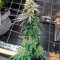 CBD Critical Cure (Barney's Farm) Cannabis-Samen zu verkaufen