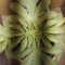 Mimosa EVO (Barney's Farm) Cannabis-Samen zu verkaufen