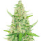 Sticky Auto Mix feminisierte Samen (Herbies Seeds)