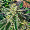 Sour Diesel x OG Kush feminisierte Samen (Seedkeepers)