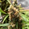 Auto Bubble Gum XXL (00 Seeds)