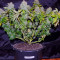 Belladonna (Paradise Seeds) Cannabis-Samen