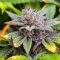 California Special (K.C. Brains Seeds)