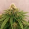 Doctor Shiva Auto (Flash Seeds) Cannabis-Samen