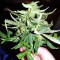Gorilla Auto (GG#4 Original Glue Auto) (Expert Seeds) Cannabis-Samen