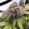Mandarin Cookies (00 Seeds)