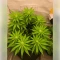 Northern Light (RQS) Cannabis-Samen