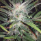 Original Auto White Widow (Fast Buds) Cannabis-Samen