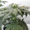 White Panther (White Snurf) (Ceres Seeds) Cannabis-Samen