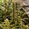 K.O Crop Auto (Cream of the Crop Seeds) Cannabis-Samen