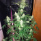 Lemon Shining Silver Haze (RQS) Cannabis-Samen