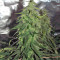 Desfrán (Dutch Passion) Cannabis-Samen