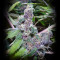 American Beauty (Dr. Underground) Cannabis-Samen