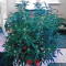 Amnesia Haze Auto strain