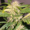 Auto Kaya 47 (Advanced Seeds) Cannabis-Samen