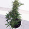 Auto Malawi x Northern Lights (Ace Seeds) Cannabis-Samen