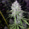 Bangi Haze (Ace Seeds) Cannabis-Samen