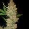 Buddha Magnum Auto regular (Buddha Seeds) Cannabis-Samen