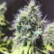CBD Blue Shark (Barney's Farm) Cannabis-Samen