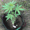CBD Lemon Potion Auto (Barney's Farm) Cannabis-Samen