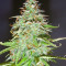 Candy Kush Auto (Auto Seeds) Cannabis-Samen