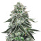 Dark Star x AK-49 (Vision Seeds) Cannabis-Samen