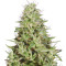 Dogstar Dawg (Big Head Seeds) Cannabis-Samen